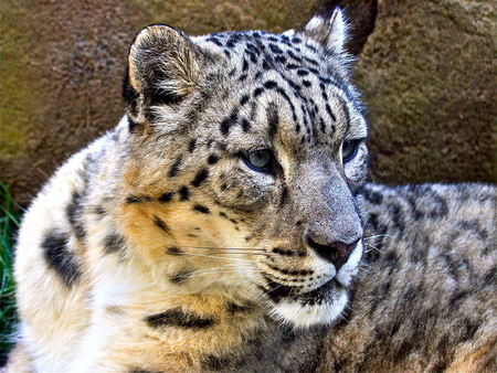 A Rare Snow Leopard - big, leopard, rare, snow leopard, snow, cat, big cat