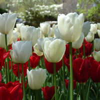 Tulips in the spring