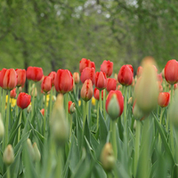 Red tulips