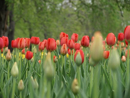 Red tulips - red tulips, photography, tulips, flowers, garden