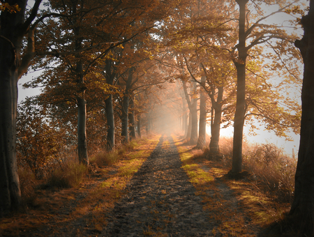 autumn fog - fall, path, colorful, trees, nature, photography, beauty, leaves