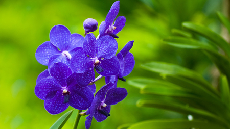 Beautiful flowers - petals, blue, green background, beautiful, bunch, flowers, violet