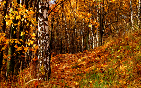 Autumn - pretty, autumn colors, splendor, grass, forest, leaves, path, view, way, woods, trees, beautiful, beauty, colors, lovely, tree, nature, autumn, autumn leaves, peaceful