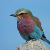 Colourful Bird