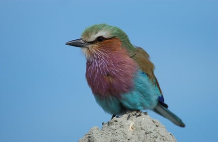 Colourful Bird - sky, animals, wings, bird, colour, blue, beak, cute, colourful