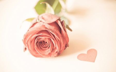 Rose and heart - beauty, beautiful, heart, pink rose, rose, flower