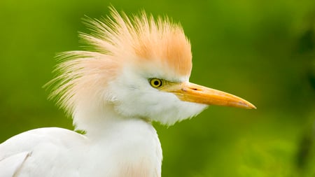 Heron - white, beak, animals, orange, wings, green, bird