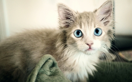 A Personality - blueyes, personality, cute kitty, beige