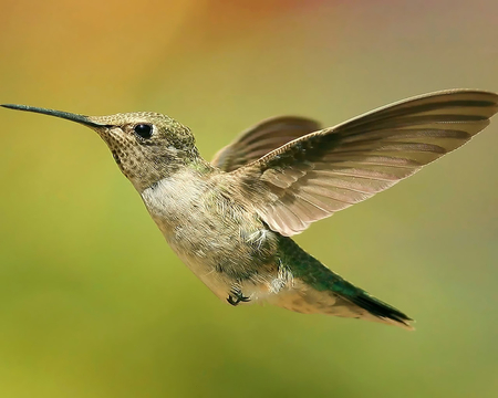 Hummingbird - animals, beak, hummingbird, wings, bird