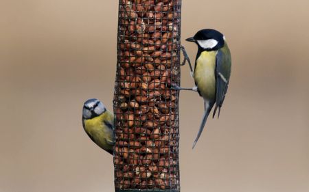 Bluetits Feeding - nuts, animals, beak, bluetits, wings, small, cute, birds