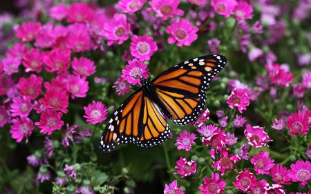 Butterfly On Purple Flowers - flowers, purple, wings, butterfly, orange, animals