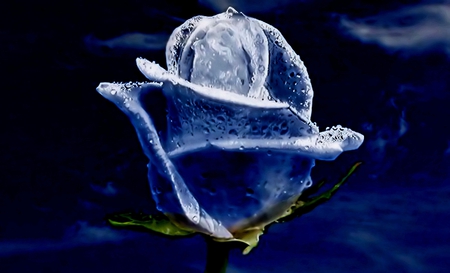 Ice rose - ice, ice rose, cold, water drops, magic, rose