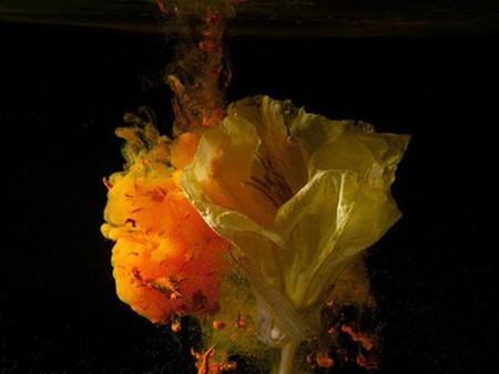 Bursting-Flowers - bursting, flowers, photography, high-speed