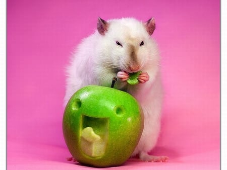 Fancy_Rat - rat, fancy, cute, picture