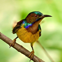 Colorful Bird