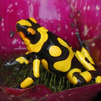 Poison Dart Frog, South America