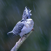 Bird in Snow