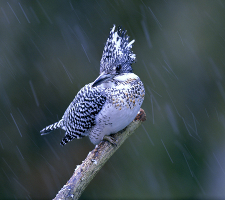 Bird in Snow - bird, beautiful, snow, hairstyle, snowfall, peculiar