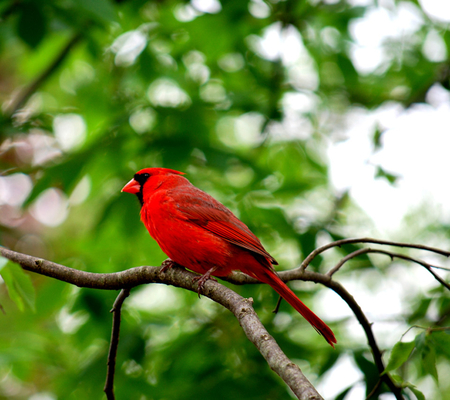 Beautiful Northern Cardinal