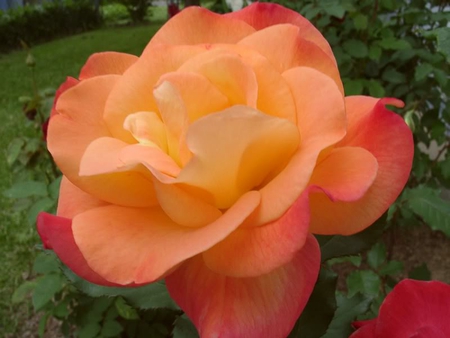 Rio Samba Rose - orange, petals, pink, rose