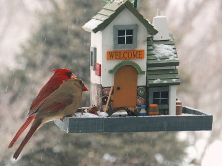 Let's Have Lunch - cardinals, house, feeder, birds