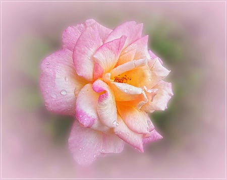 pink simphony - simphony, flowers, nature, rose, pink