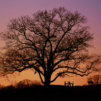 Old oak tree