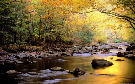 FOREST RIVER - river, trees, forest, nature