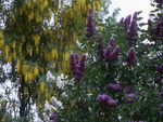 YELLOW CASCADE WITH WHITE AND PURPLE LILACS