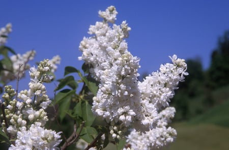 WHITE LILACS - blossoms, white, fragrant, lilacs