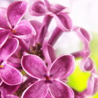 FRAGRANT LILACS