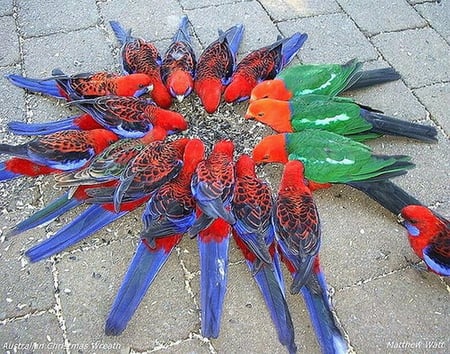 FEEDING TIME - red, feeding, green, blue