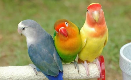 THREE WISE BIRDS. - parrots, birds, love, three