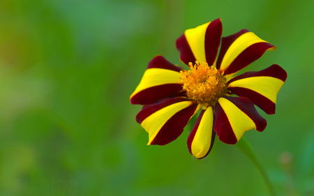 FLOWER - flowers, yellow, nature, green