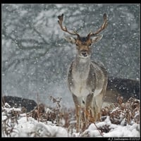 Snowy deer