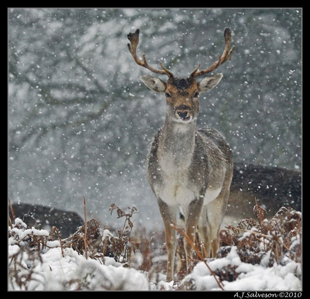 Snowy deer - forest, animals, snow, winter, deer, wild animals