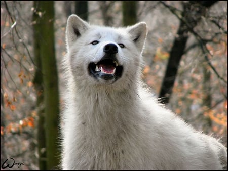 Arctic wolf - artctic wolf, wolf, white wolf, wild animals, animals