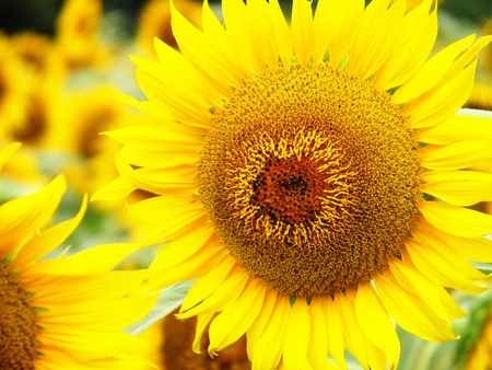 ~ ♥ ~ I am a SunFlower  ~ ♥ ~ - yellow, forever, sunshine, love, flower, happy, wonderful, happiness, magnificent, smile, nature, sunflower, sparkling light, bright, field