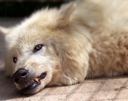 Arctic teeth - wolf, teeth, artctic wolf, animals, wild animals, white wolf