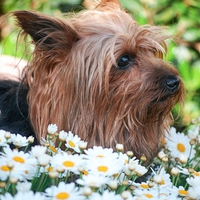 â™¥ Sweetie among the flowers â™¥