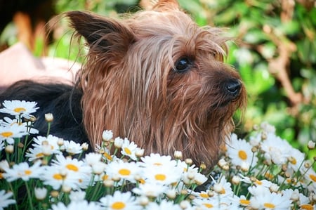 ♥ Sweetie among the flowers ♥ - lovebeautiful, summer, forever, small, sunshine, beauty, spring, angel, sweet, sweetheart, dogs, autumn, garden, little, animals