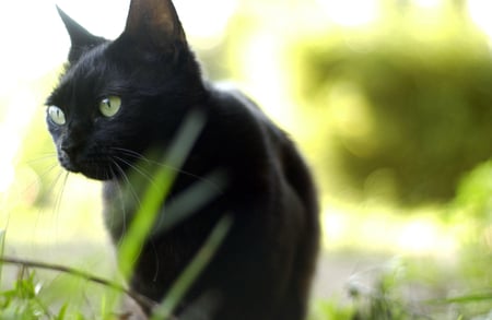 Walking on the lawn - summer, delicate, black, animals, green eyes, beautiful, tender, spring, walking, grass, sunny, cats, lawn, feline, sunshine, autumn