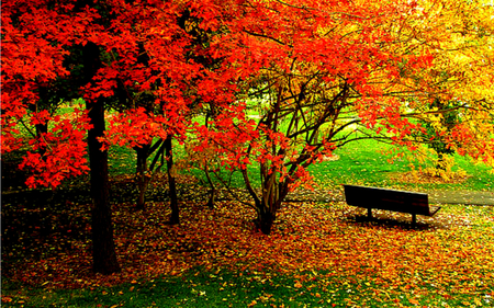 Carpet Of Leaves - beauty, autumn, carpet, peaceful, colorful, bench, autumn leaves, carpet of leaves, view, pretty, romance, green, grass, park, lovely, nature, autumn colors, woods, forest, romantic, beautiful, leaves, splendor, colors