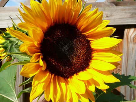 ♥ Simply wonderful ♥ - warmth, sparkle, yellow, summer, forever, flower, brilliant, happy, wonderful, happiness, magnificent, smile, nature, sunflower, autumn, bright