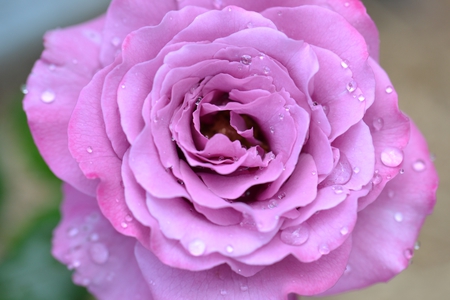 Sleeping beauty awakes - rain, macro, drops, rose, pink