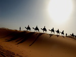 AMAZING CAMELS