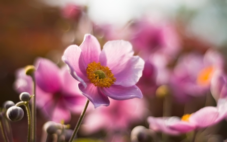 BEAUTIFUL PINK FLOWER FOR RAMY