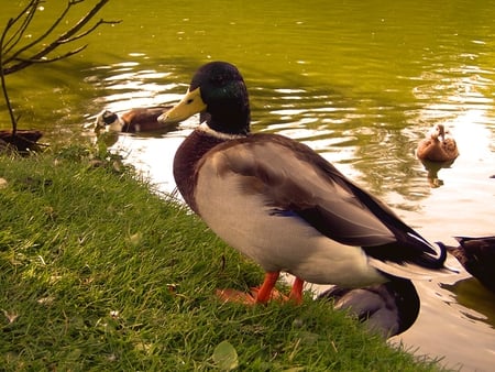 Duck - duck, pretty, animals, bird