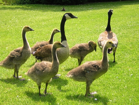 Family - nature, family, nice, birds