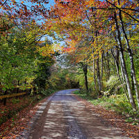 Lovely Fall Road